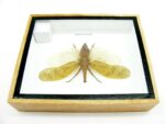 Zanna Noblis - XL - echtes tropisches Insekt - im 3D Schaukasten - Wandbild – Bild 11