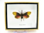 Pyrops sultanus - L - echtes tropisches Insekt - im 3D Schaukasten - Wandbild – Bild 2