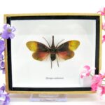 Pyrops sultanus - L - echtes tropisches Insekt - im 3D Schaukasten - Wandbild