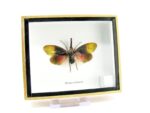 Pyrops sultanus - L - echtes tropisches Insekt - im 3D Schaukasten - Wandbild – Bild 3