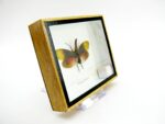 Pyrops sultanus - L - echtes tropisches Insekt - im 3D Schaukasten - Wandbild – Bild 5