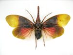 Pyrops sultanus - L - echtes tropisches Insekt - im 3D Schaukasten - Wandbild – Bild 6