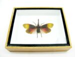 Pyrops sultanus - L - echtes tropisches Insekt - im 3D Schaukasten - Wandbild – Bild 7