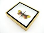 Pyrops sultanus - L - echtes tropisches Insekt - im 3D Schaukasten - Wandbild – Bild 8
