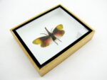 Pyrops sultanus - L - echtes tropisches Insekt - im 3D Schaukasten - Wandbild – Bild 9