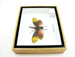 Pyrops sultanus - L - echtes tropisches Insekt - im 3D Schaukasten - Wandbild – Bild 10