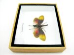 Pyrops sultanus - L - echtes tropisches Insekt - im 3D Schaukasten - Wandbild – Bild 11