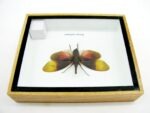 Pyrops sultanus - L - echtes tropisches Insekt - im 3D Schaukasten - Wandbild – Bild 12