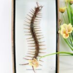 XL - Cendipede (giftig) Scolopendra morsitans - echtes tropisches Insekt - im 3D Schaukasten - Wandbild