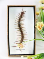 XL - Cendipede (giftig) Scolopendra morsitans - echtes tropisches Insekt - im 3D Schaukasten - Wandbild
