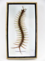 XL - Cendipede (giftig) Scolopendra morsitans - echtes tropisches Insekt - im 3D Schaukasten - Wandbild – Bild 3
