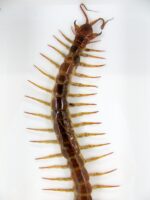 XL - Cendipede (giftig) Scolopendra morsitans - echtes tropisches Insekt - im 3D Schaukasten - Wandbild – Bild 4