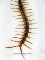 XL - Cendipede (giftig) Scolopendra morsitans - echtes tropisches Insekt - im 3D Schaukasten - Wandbild – Bild 5