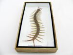 XL - Cendipede (giftig) Scolopendra morsitans - echtes tropisches Insekt - im 3D Schaukasten - Wandbild – Bild 6