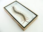 XL - Cendipede (giftig) Scolopendra morsitans - echtes tropisches Insekt - im 3D Schaukasten - Wandbild – Bild 7