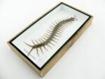 XL - Cendipede (giftig) Scolopendra morsitans - echtes tropisches Insekt - im 3D Schaukasten - Wandbild – Bild 8