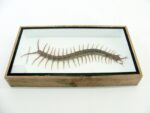 XL - Cendipede (giftig) Scolopendra morsitans - echtes tropisches Insekt - im 3D Schaukasten - Wandbild – Bild 9