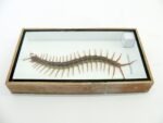 XL - Cendipede (giftig) Scolopendra morsitans - echtes tropisches Insekt - im 3D Schaukasten - Wandbild – Bild 10