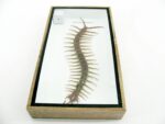 XL - Cendipede (giftig) Scolopendra morsitans - echtes tropisches Insekt - im 3D Schaukasten - Wandbild – Bild 11