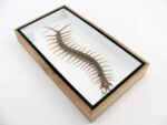 XL - Cendipede (giftig) Scolopendra morsitans - echtes tropisches Insekt - im 3D Schaukasten - Wandbild – Bild 12