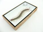 XL - Cendipede (giftig) Scolopendra morsitans - echtes tropisches Insekt - im 3D Schaukasten - Wandbild – Bild 13