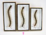 XXL - Cendipede (giftig) Scolopendra morsitans - echtes tropisches Insekt - im 3D Schaukasten - Wandbild – Bild 2