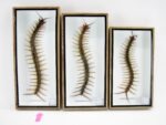 XXXL - Cendipede (giftig) Scolopendra morsitans - echtes tropisches Insekt - im 3D Schaukasten - Wandbild – Bild 2