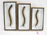 XL - Cendipede (giftig) Scolopendra morsitans - echtes tropisches Insekt - im 3D Schaukasten - Wandbild – Bild 2
