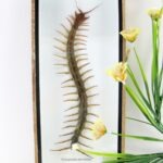XXL - Cendipede (giftig) Scolopendra morsitans - echtes tropisches Insekt - im 3D Schaukasten - Wandbild