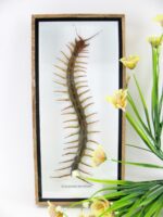 XXL - Cendipede (giftig) Scolopendra morsitans - echtes tropisches Insekt - im 3D Schaukasten - Wandbild