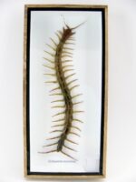 XXL - Cendipede (giftig) Scolopendra morsitans - echtes tropisches Insekt - im 3D Schaukasten - Wandbild – Bild 3
