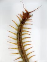 XXL - Cendipede (giftig) Scolopendra morsitans - echtes tropisches Insekt - im 3D Schaukasten - Wandbild – Bild 4