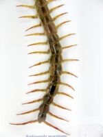 XXL - Cendipede (giftig) Scolopendra morsitans - echtes tropisches Insekt - im 3D Schaukasten - Wandbild – Bild 5