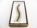 XXL - Cendipede (giftig) Scolopendra morsitans - echtes tropisches Insekt - im 3D Schaukasten - Wandbild – Bild 6
