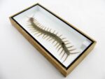 XXL - Cendipede (giftig) Scolopendra morsitans - echtes tropisches Insekt - im 3D Schaukasten - Wandbild – Bild 7