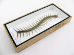 XXL - Cendipede (giftig) Scolopendra morsitans - echtes tropisches Insekt - im 3D Schaukasten - Wandbild – Bild 8