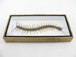 XXL - Cendipede (giftig) Scolopendra morsitans - echtes tropisches Insekt - im 3D Schaukasten - Wandbild – Bild 9