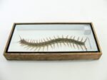 XXL - Cendipede (giftig) Scolopendra morsitans - echtes tropisches Insekt - im 3D Schaukasten - Wandbild – Bild 10