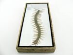 XXL - Cendipede (giftig) Scolopendra morsitans - echtes tropisches Insekt - im 3D Schaukasten - Wandbild – Bild 11