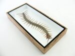 XXL - Cendipede (giftig) Scolopendra morsitans - echtes tropisches Insekt - im 3D Schaukasten - Wandbild – Bild 12