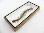XXL - Cendipede (giftig) Scolopendra morsitans - echtes tropisches Insekt - im 3D Schaukasten - Wandbild – Bild 13