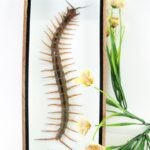 XXXL - Cendipede (giftig) Scolopendra morsitans - echtes tropisches Insekt - im 3D Schaukasten - Wandbild