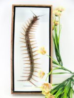 XXXL - Cendipede (giftig) Scolopendra morsitans - echtes tropisches Insekt - im 3D Schaukasten - Wandbild