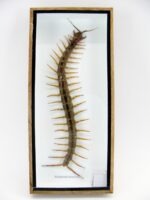 XXXL - Cendipede (giftig) Scolopendra morsitans - echtes tropisches Insekt - im 3D Schaukasten - Wandbild – Bild 3