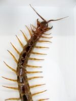 XXXL - Cendipede (giftig) Scolopendra morsitans - echtes tropisches Insekt - im 3D Schaukasten - Wandbild – Bild 4