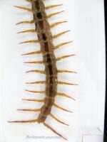 XXXL - Cendipede (giftig) Scolopendra morsitans - echtes tropisches Insekt - im 3D Schaukasten - Wandbild – Bild 5