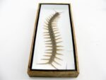XXXL - Cendipede (giftig) Scolopendra morsitans - echtes tropisches Insekt - im 3D Schaukasten - Wandbild – Bild 6
