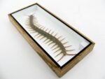 XXXL - Cendipede (giftig) Scolopendra morsitans - echtes tropisches Insekt - im 3D Schaukasten - Wandbild – Bild 7
