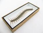 XXXL - Cendipede (giftig) Scolopendra morsitans - echtes tropisches Insekt - im 3D Schaukasten - Wandbild – Bild 8