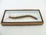 XXXL - Cendipede (giftig) Scolopendra morsitans - echtes tropisches Insekt - im 3D Schaukasten - Wandbild – Bild 9